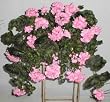 Silk Geranium Ledge Garden (pink)