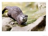 Asian Short Clawed Otter, Running Across Rocks in a Creek, Earsham, UK Photographic Poster Print by Elliott Neep, 48x36