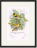 Black Framed/Matted Print 17x23, Melodious or Cuba Finch