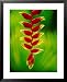 Heliconia Flower, Nadi, Fiji Styles Framed Art Poster Print by Peter Hendrie, 25x31