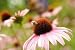Purple Coneflower - 24