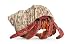 Wallmonkeys Peel and Stick Wall Decals - Hermit Crab - Coenobita Perlatus - Removable Graphic