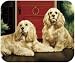 cocker_spaniel11cocker spaniel - Cocker Spaniel on Porch Mug and Mouse Pad