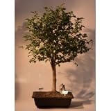 Japanese Stewartia Bonsai Tree.(stewartia pseudocamellia)