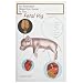 Frey Scientific 597039 Mini-Guide to Pig Dissection