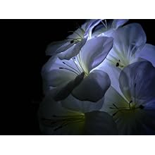 Fortune Products FFL-91W Fantasia Fairy 91 LED Light, 190" Length, White