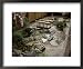 Japanese Garden, Medellin, Colombia Superstock Photography Collection Framed Art Post...