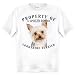 Yorkshire Terrier Yorkie 