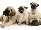 Fawn Pug Pups with Fawn English Mastiff Puppies Photographic Poster Print by Jane Burton, 16x12