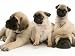 Fawn Pug Pups with Fawn English Mastiff Puppies Photographic Poster Print by Jane Burton, 16x12