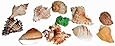 Florida Marine Research SFM34332 12-Pack Hermit Crab Shell, Large