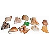 Florida Marine Research SFM34332 12-Pack Hermit Crab Shell, Large