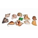 Florida Marine Research SFM34332 12-Pack Hermit Crab Shell, Large