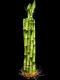 10 Stalks Of 12 Inch Straight Lucky Bamboo For Feng Shui Or Gifts