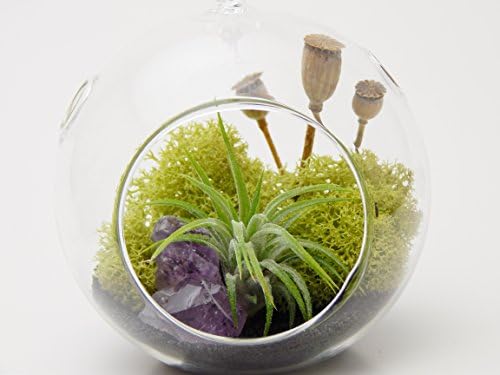Air Plant Terrarium with Purple Amethyst Crystal, Black Sand, Moss 4" Round Globe / Midnight Forest