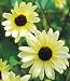 Vanilla Ice Sunflower 30 Seeds