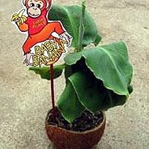 Little Prince Banana Plant