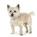 Cairn Terrier (11 Years) - 18