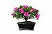 Brussel's Satsuki Azalea Bonsai Brussel's Satsuki Azalea Bonsai