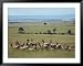 Wary Antelope Survey the African Savanna Framed Art Poster Print, 49x39