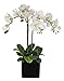 House of Silk Flowers Artificial Triple-Stem Phalaenopsis Orchid Arrangement, White/Yellow