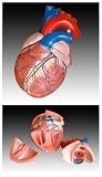 Review Inoneword  / Scientific Anatomical Model : Jumbo Heart Model