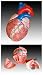 Scientific Anatomical Model : Jumbo Heart Model