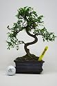 BONSAI TREE