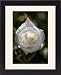 Framed Prints of Floribunda rose (Rosa Iceberg) from Science Photo Library