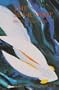 The Sea-Rabbit: Or, the Artist of Life (Sun & Moon Classics)