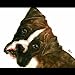 BOXER DOG PAINTING GICLEE