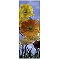 Poppy Wall Mural - 3'x7'3"