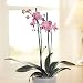 Twin-Spiked Orchid