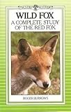 Wild fox