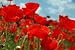 Poppie Flowers - 24