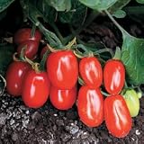 Tomato Seeds - Tomato Red Grape Hybrid