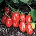 Tomato Seeds - Tomato Red Grape Hybrid