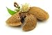 Wallmonkeys Peel and Stick Wall Decals - Almond - Removable Graphic