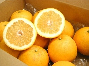 ☆爽やか絶品柑橘☆一度食べたら忘れられない美味しさ！鹿児島県産 特別栽培【河内晩柑】約5kg（箱入）