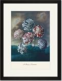 Black Framed/Matted Print 17x23, A Group of Carnations