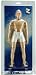 Day2Day Toys - 1/6 Male Figure Body: Zolotron Body_s-1