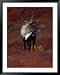 Barren Ground Caribou Bull with Velvet Covered Antlers Set against the Fall Tundra, Alaska Animals Framed Art Poster Print by Momatiuk & Eastcott, 39x49