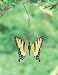 Butterfly Yellow Small