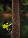 Tulip Poplar Tree Trunk with a Small Leafy Twig Photographic Poster Print by Raymond Gehman, 18x24