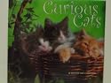 WALL CALENDAR 16 Month 2008 (CURIOUS CATS)