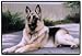 Doormat - D105 German Shepherd - 18 x 27 Indoor/Outdoor Designer Mat