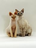 Domestic Cat, Devon Si-Rex Kittens: Red-Point 6-Months with Chocolate Tortie Tabby-Point 10-Months Photographic Poster Print by Jane Burton, 12x16