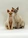 devon rex - Domestic Cat, Devon Si-Rex Kittens: Red-Point 6-Months with Chocolate Tortie Tabby-Point 10-Months Photographic Poster Print by Jane Burton, 12x16