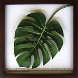 《リーフパネル》Monstera deliciosa(モンステラ デリシオサ)