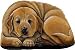 golden retriever - Fiddler's Elbow Golden Retriever Pupper Weight